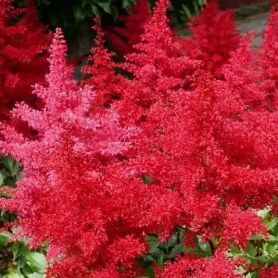 Астильба ЭТНА Арендса в Орше