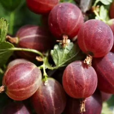 Крыжовник ХИННОМАКИ РОТ в Орше