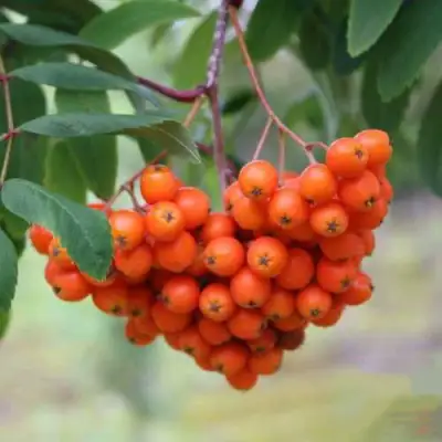 Рябина ВЕФЕД сладкоплодная в Орше