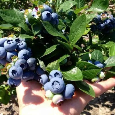 Голубика ДАРРОУ в Орше