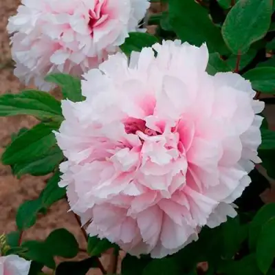 Пион ПЕРСИК ПОД СНЕГОМ древовидный в Орше