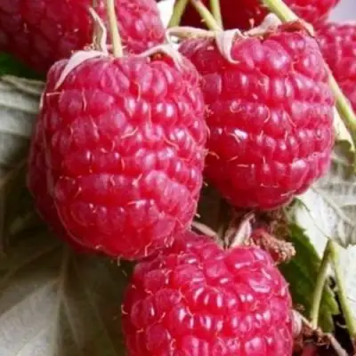 Малина ГЕРАКЛ в Орше