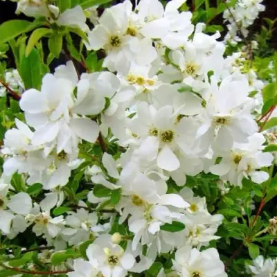 Экзохорда ЗЕ БРАЙД в Орше