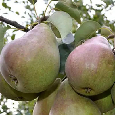 Груша БРЯНСКАЯ КРАСАВИЦА в Орше