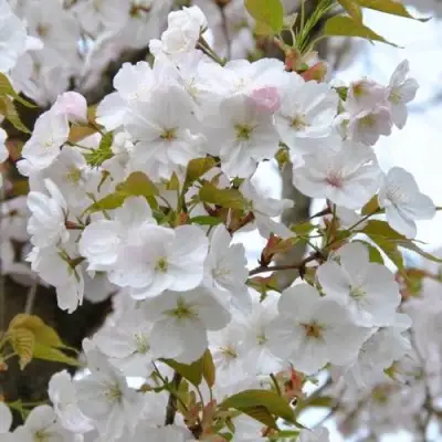 Сакура САНСЕТ БУЛЕВАРД в Орше