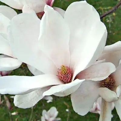 Магнолия АЛЬБА СУПЕРБА в Орше