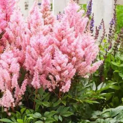 Астильба ЛУК ЭТ МИ японская в Орше