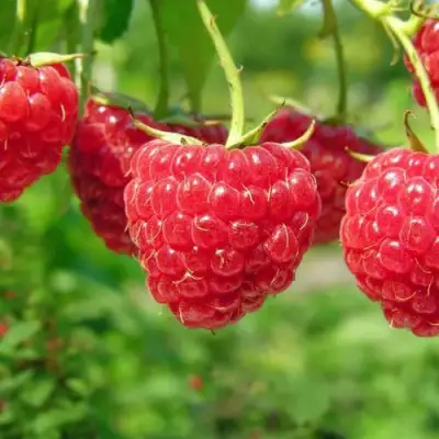 Малина ПРОСТО ПРЕЛЕСТЬ (СТОЛЕШНИК) в Орше