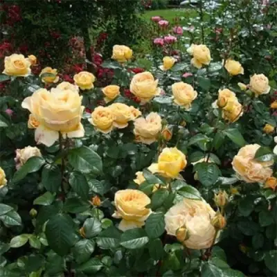 Роза КЕНДЛАЙТ чайно-гибридная в Орше