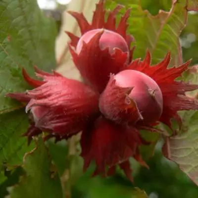 Фундук МОСКОВСКИЙ РУБИН в Орше