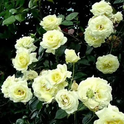 Роза ЭЛЬФ плетистая в Орше