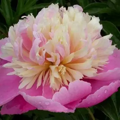 Пион ВЕСЕННЯЯ ПАЛИТРА травянистый в Орше