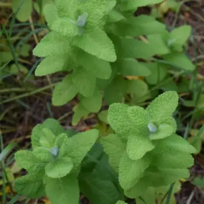 Мята АПФЕЛМИНЦЕ в Орше