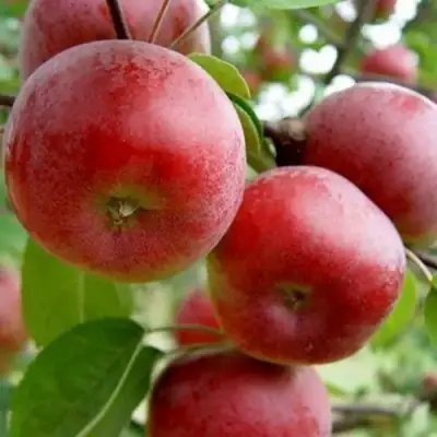 Яблоня АНТЕЙ в Орше