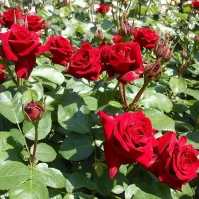 Роза ЭКСПЛОРЕР чайно-гибридная в Орше