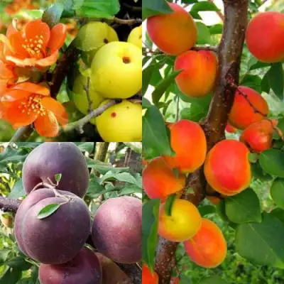 Комплект САД ДЛЯ ГУРМАНА в Орше