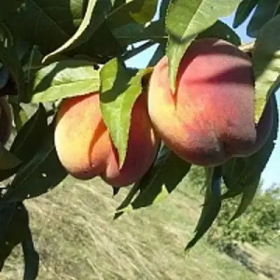 Персик СОФГАФЕН в Орше