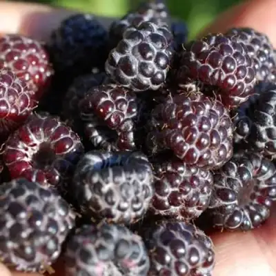 Малина БРИСТОЛЬ в Орше