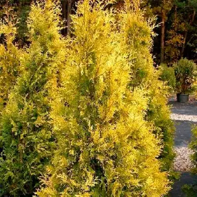 Туя ЕВРОПА ГОЛД западная в Орше