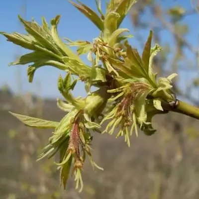 Клен ясенелистный в Орше