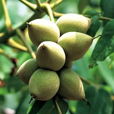 Орех МАНЬЧЖУРСКИЙ в Орше