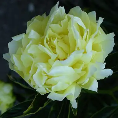 Пион ЗОЛОТАЯ КОЛЕСНИЦА травянистый в Орше