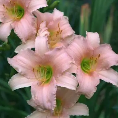 Лилейник ЛАКШЕРИ ЛЕЙС гибридный в Орше