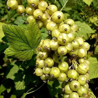 Смородина зеленоплодная СНЕЖНАЯ КОРОЛЕВА в Орше