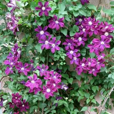 Клематис ГЕРОИ ВАРШАВЫ в Орше