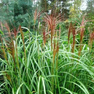 Мискантус МАЛЕПАРТУС китайский  в Орше