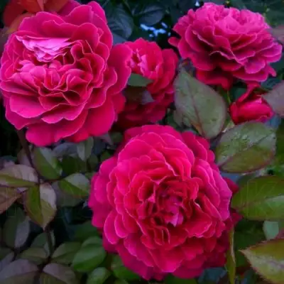 Роза БЕЛЬВЬЮ чайно-гибридная в Орше