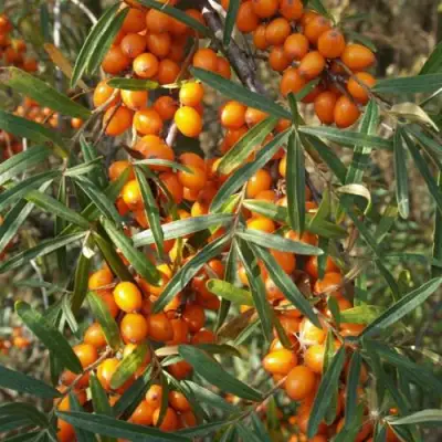 Облепиха РОСИНКА в Орше