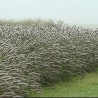 Пеннисетум ЛЕДИ Ю в Орше