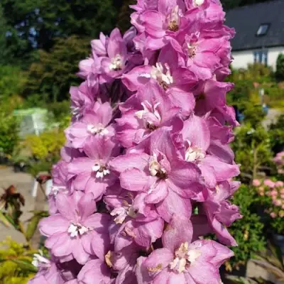 Дельфиниум АСТОЛАТ тихоокеанский в Орше