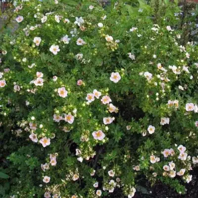 Лапчатка ПИНК КВИН кустарниковая в Орше