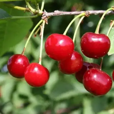 Вишня РИВАЛ в Орше