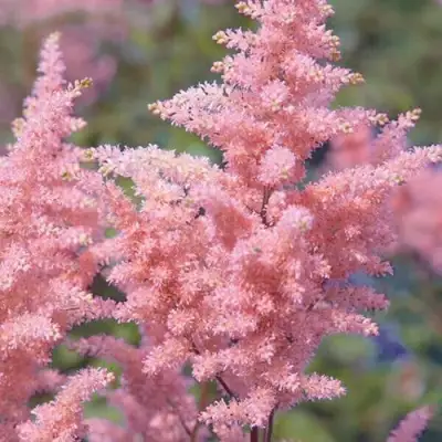 Астильба ГЛИТТЕР ЭНД ГЛАМУР китайская в Орше