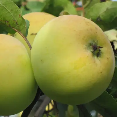 Яблоня РОССИЯНКА в Орше