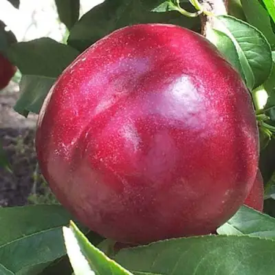 Нектарин ЭКСТРИМ БЬЮТИ в Орше