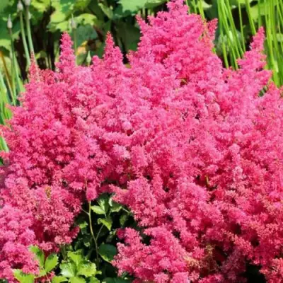Астильба САННИ ДЕЙ гибридная в Орше