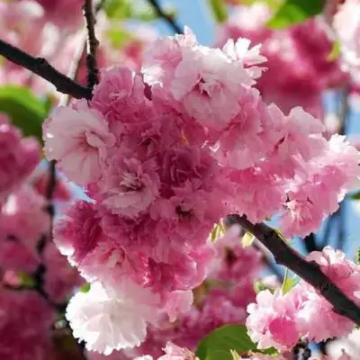 Сакура ПИНК ПЕРФЕКШН в Орше