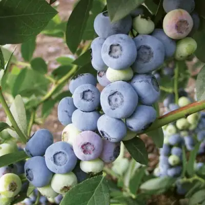 Голубика ЛИБЕРТИ в Орше