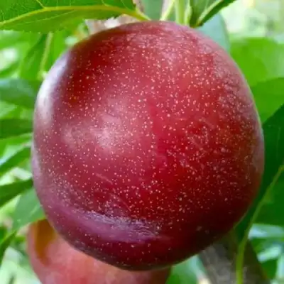 Слива БЕРБАНК ГИГАНТ в Орше