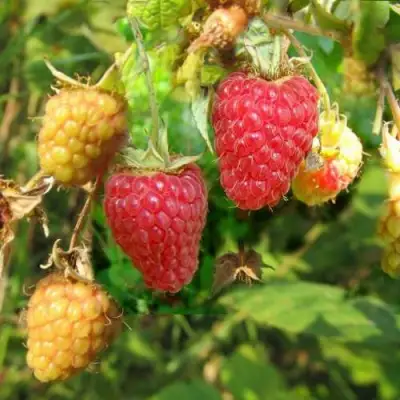 Малина РАДЗИЕВА в Орше