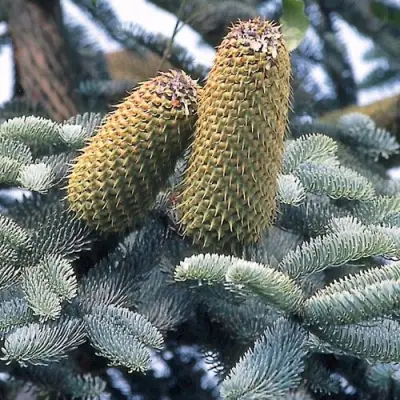 Пихта благородная в Орше
