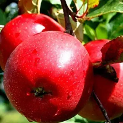 Яблоня РЕДФРИ в Орше