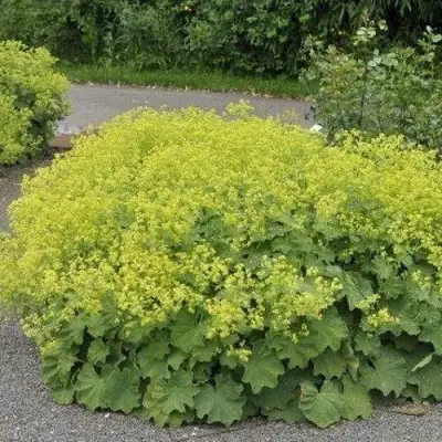 Манжетка ТРИЛЛЕР мягкая в Орше