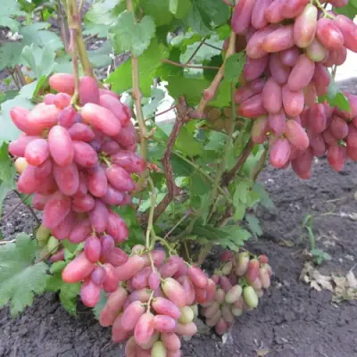 Виноград ЮЛИАН в Орше