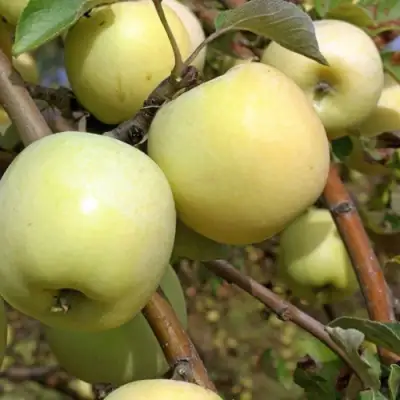 Яблоня АНТОНОВКА ОБЫКНОВЕННАЯ в Орше