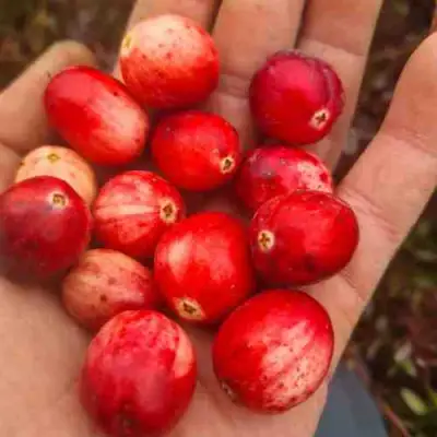 Клюква СТАНКОВИЧ в Орше